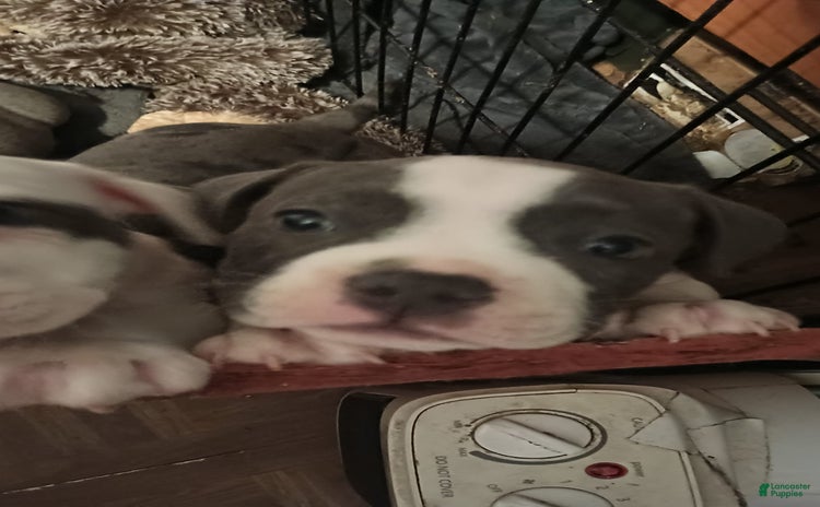 American Bully dogs for sale - Ad 4