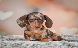 Miniature Dachshund dogs for sale: Butter Cup - Image 6
