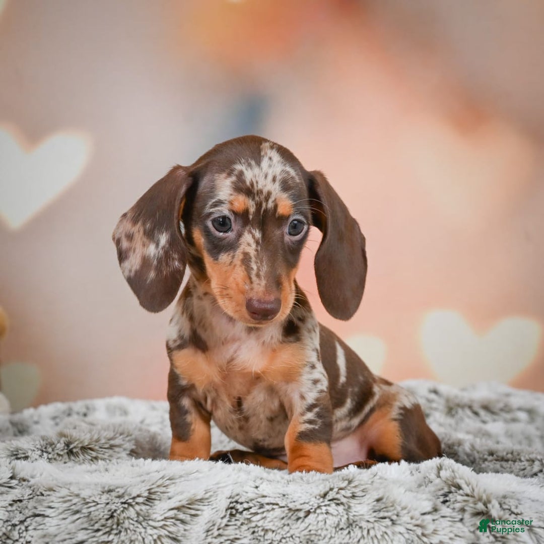 Miniature Dachshund dogs for sale: Butter Cup - Image 6