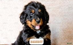 Bernedoodle dogs for sale: Bandit - Image 5