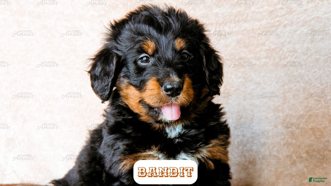 Bernedoodle dogs for sale: Bandit - Image 5