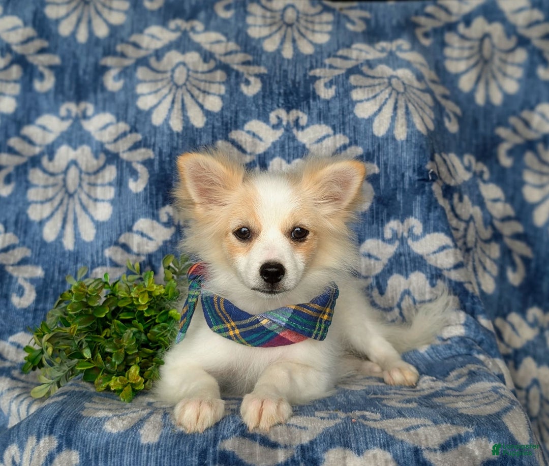 Pomeranian dogs for sale: Keene - Image 4