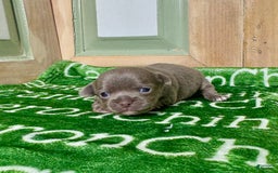 Chihuahua dogs for sale: Fiona Lavender Short Coat - Image 6