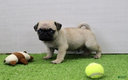 Pug dogs for sale: Mikey - Image 6