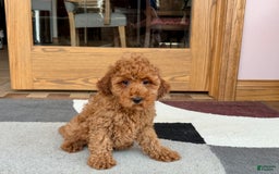 Cockapoo dogs for sale: Curtis - Image 5