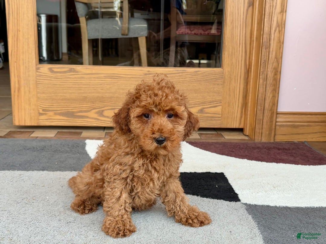 Cockapoo dogs for sale: Curtis - Image 5
