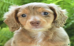 Miniature Dachshund dogs for sale: Conner - Image 2