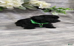 Schipperke dogs for sale: Kip - Image 3