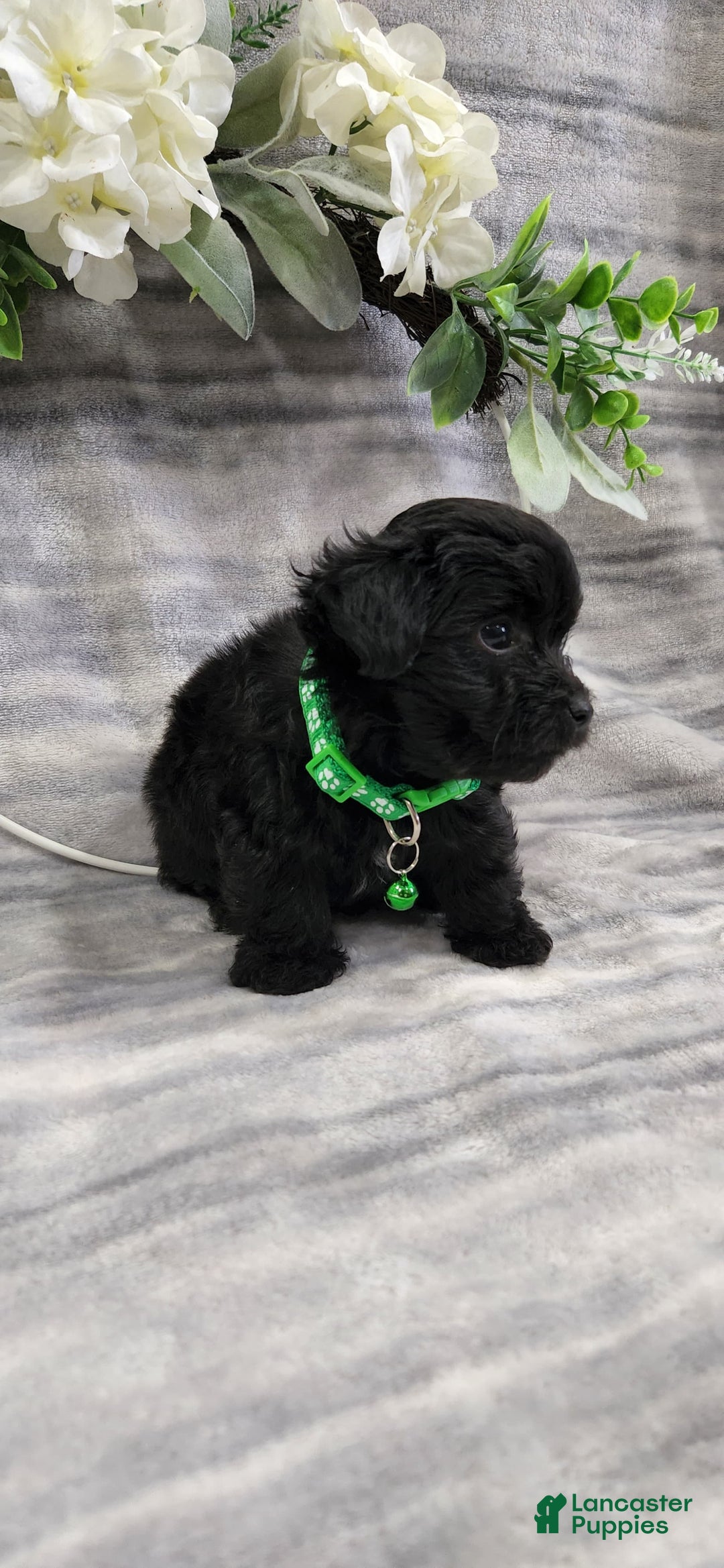 Schipperke dogs for sale: Kip - Image 3