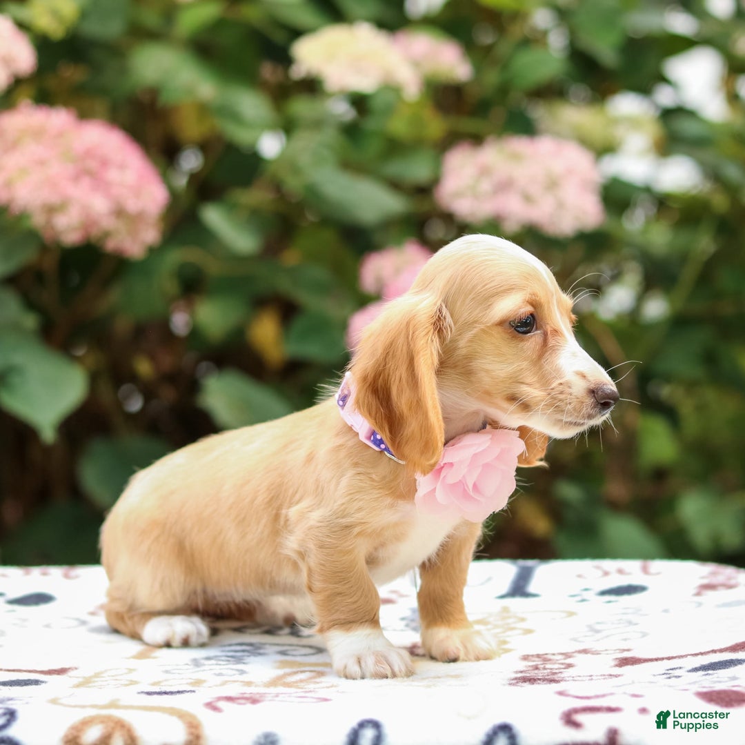Miniature Dachshund dogs for sale: Sandy - Image 3