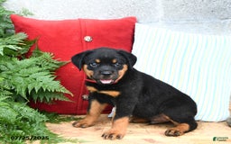 Rottweiler dogs for sale: Rusty - Image 2