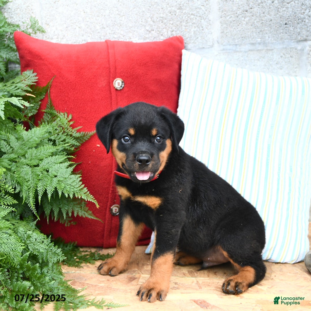 Rottweiler dogs for sale: Rusty - Image 2