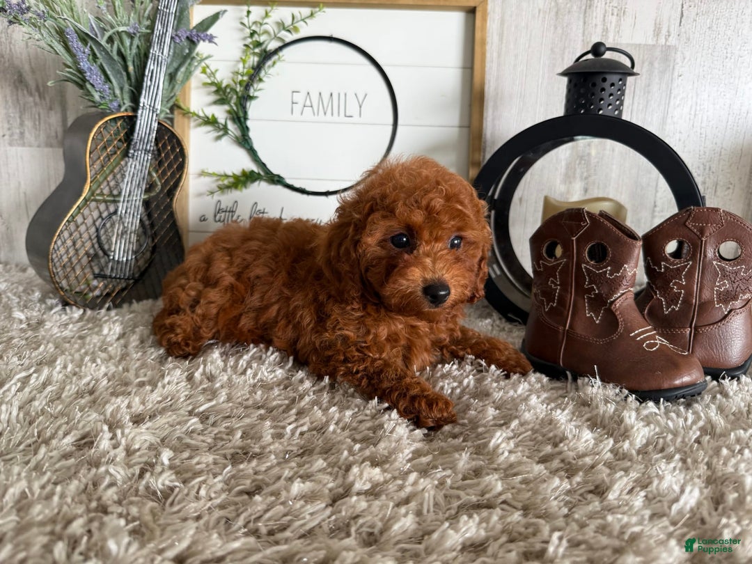 Toy Poodle dogs for sale: Ian - Image 2