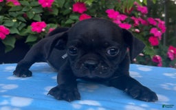 Puggle dogs for sale: Ellis - Image 3