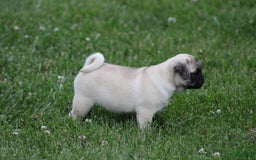 Pug dogs for sale: Edith - Image 2