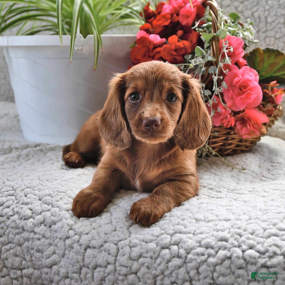 Miniature Dachshund dogs for sale: Sparkle - Image 1