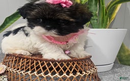 Shih Tzu dogs for sale: Tiny Tiff ❤️ - Image 15