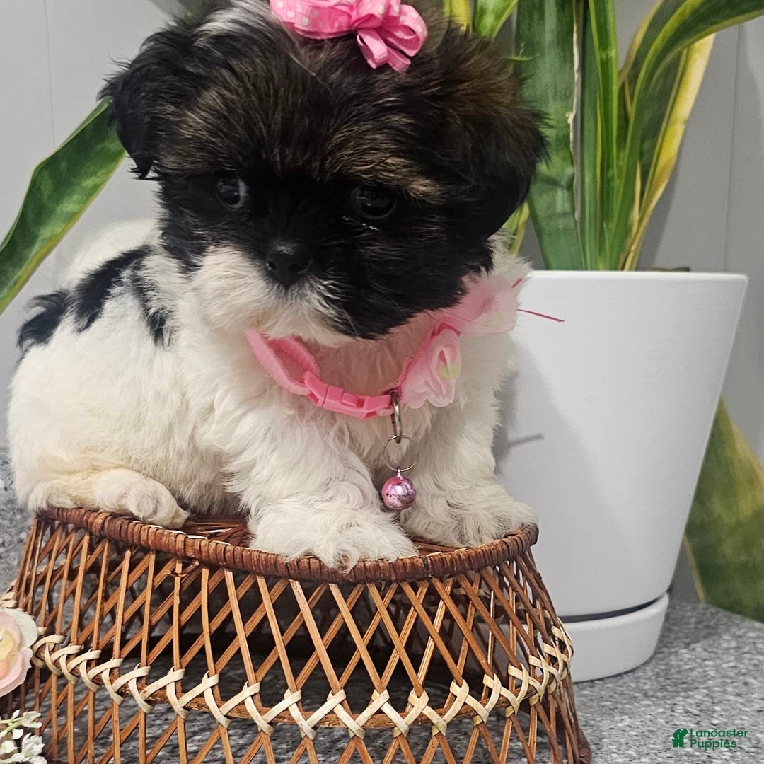 Shih Tzu dogs for sale: Tiny Tiff ❤️ - Image 15