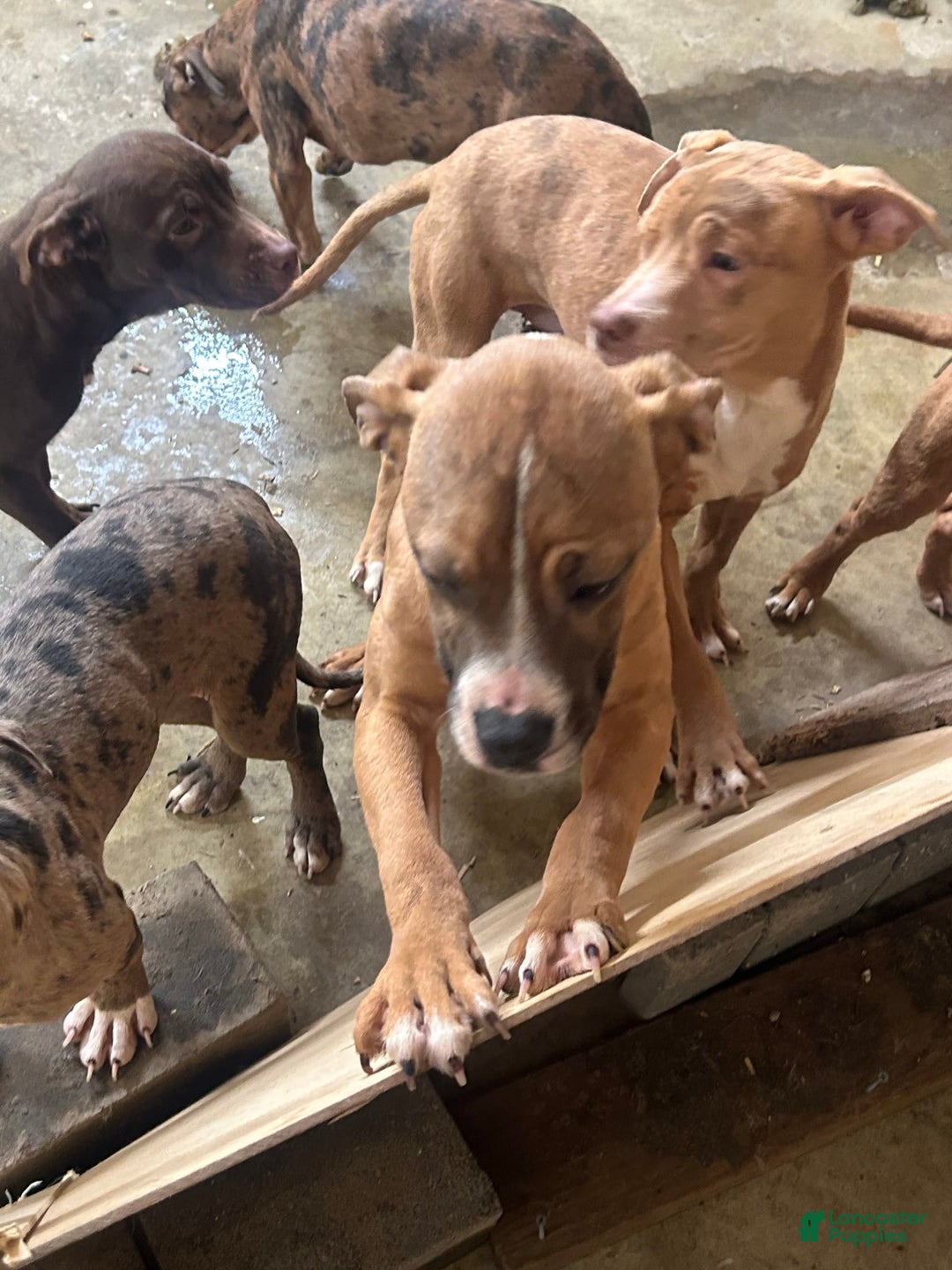 American Pit Bull Terrier dogs for sale: Pup 1 - Image 2
