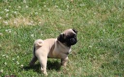 Pug dogs for sale: Pug 3 puppies - Image 5