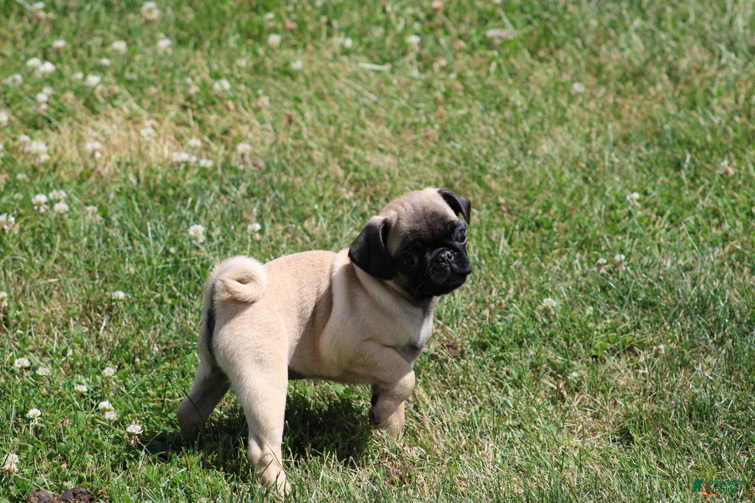 Pug dogs for sale: Pug 3 puppies - Image 5