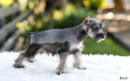 Miniature Schnauzer dogs for sale: Blaze - Image 15