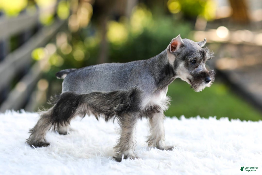 Miniature Schnauzer dogs for sale: Blaze - Image 15
