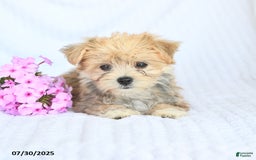 Morkie dogs for sale: Moses - Image 2