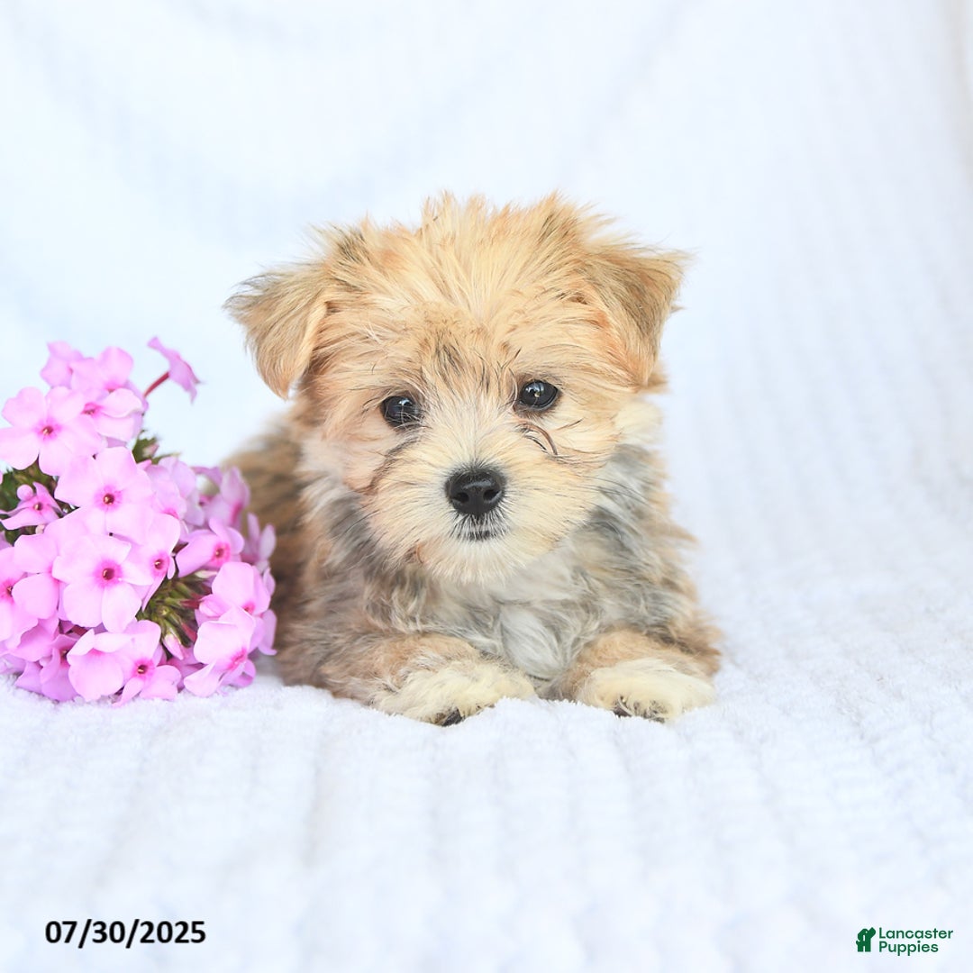 Morkie dogs for sale: Moses - Image 2