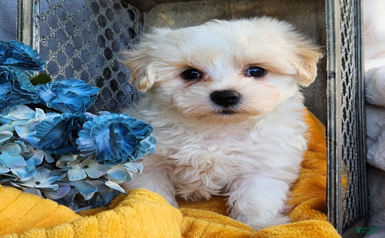 Maltipoo dogs for sale - Ad 1