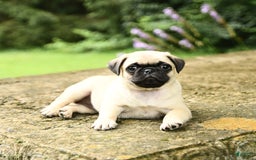 Pug dogs for sale: Jasmine - Image 2