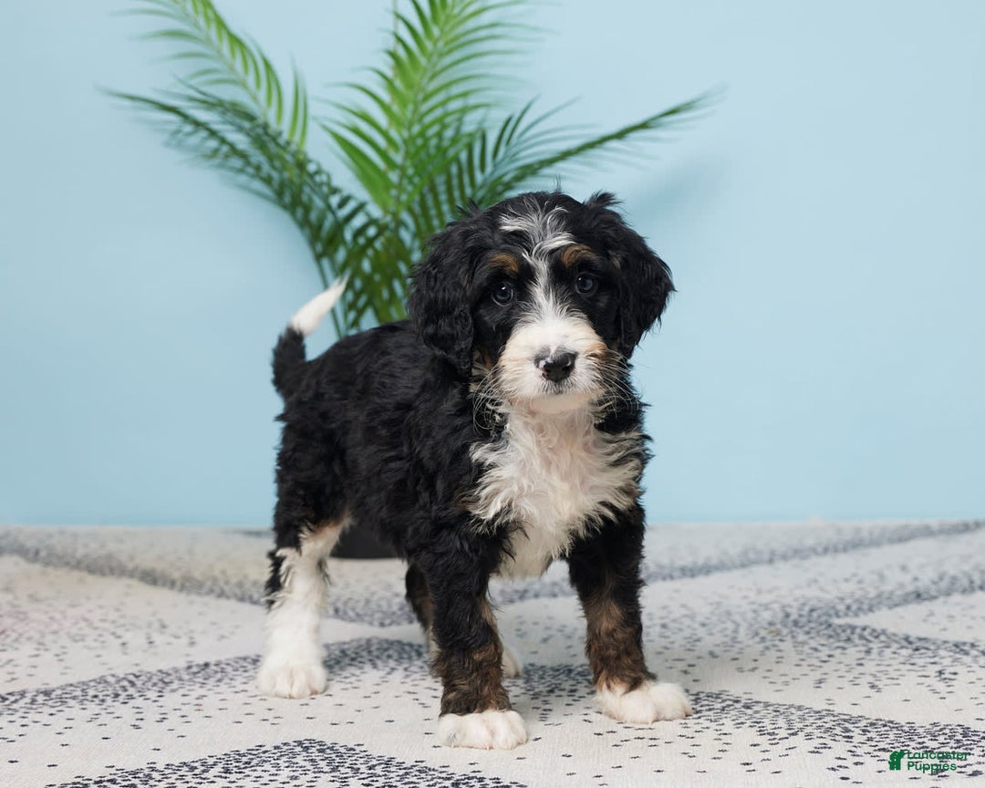 Bernedoodle dogs for sale: cuddles - Image 4
