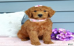 Goldendoodle dogs for sale: Cora - Image 8