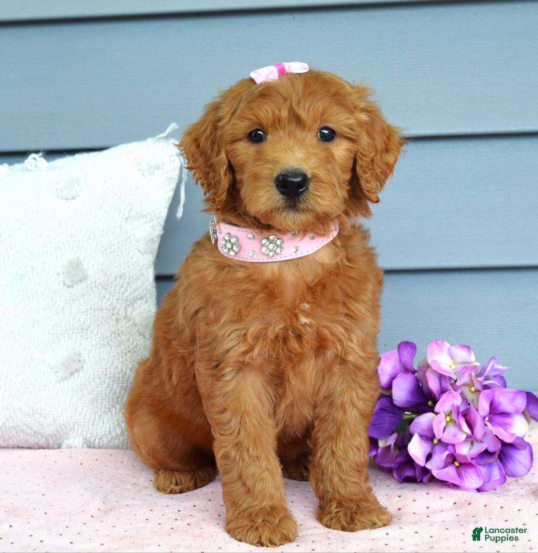 Goldendoodle dogs for sale: Cora - Image 8
