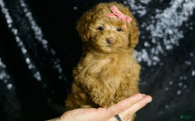 Maltipoo dogs - Advert 23