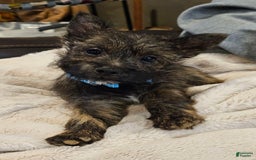 Cairn Terrier dogs for sale: Leo-akc - Image 2