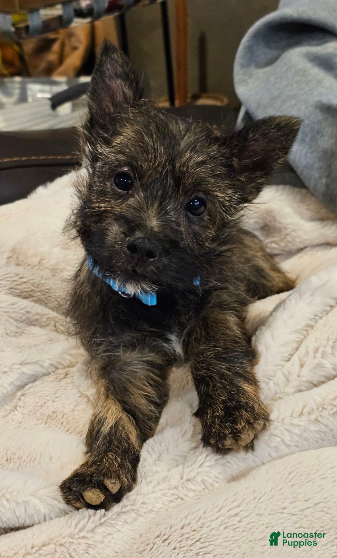 Cairn Terrier dogs for sale: Leo-akc - Image 2
