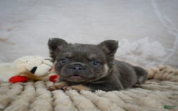 French Bulldog dogs for sale: Roscoe - Image 10