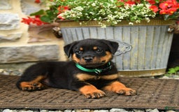Rottweiler dogs for sale: Rottweiler 8 puppies - Image 21