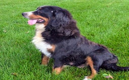 Bernedoodle dogs for sale: Lainey - Image 5