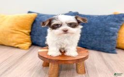 Havanese dogs for sale: Buddy - Image 4