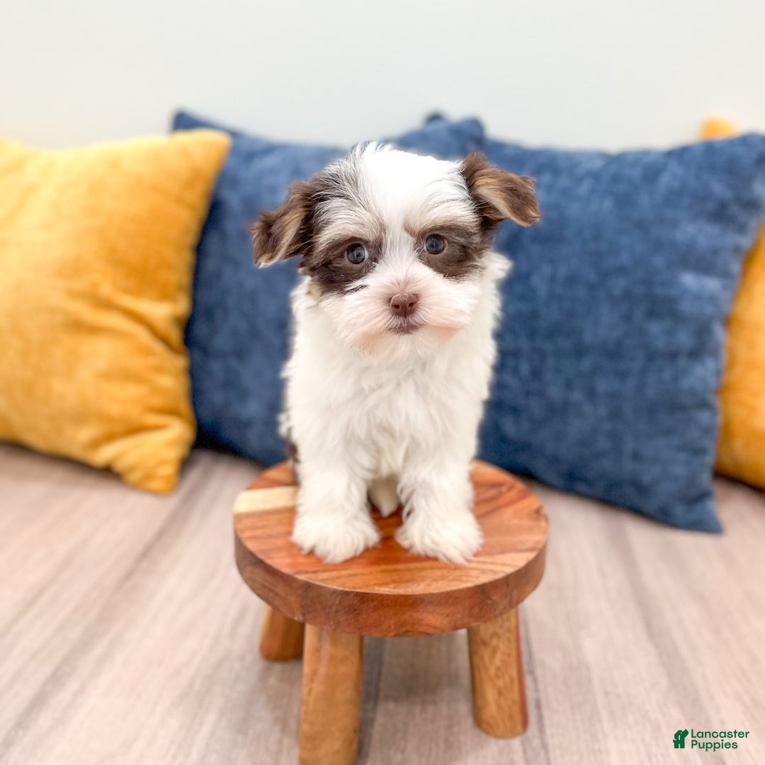 Havanese dogs for sale: Buddy - Image 4