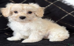 Maltese dogs for sale: EMMY LOU - Image 8