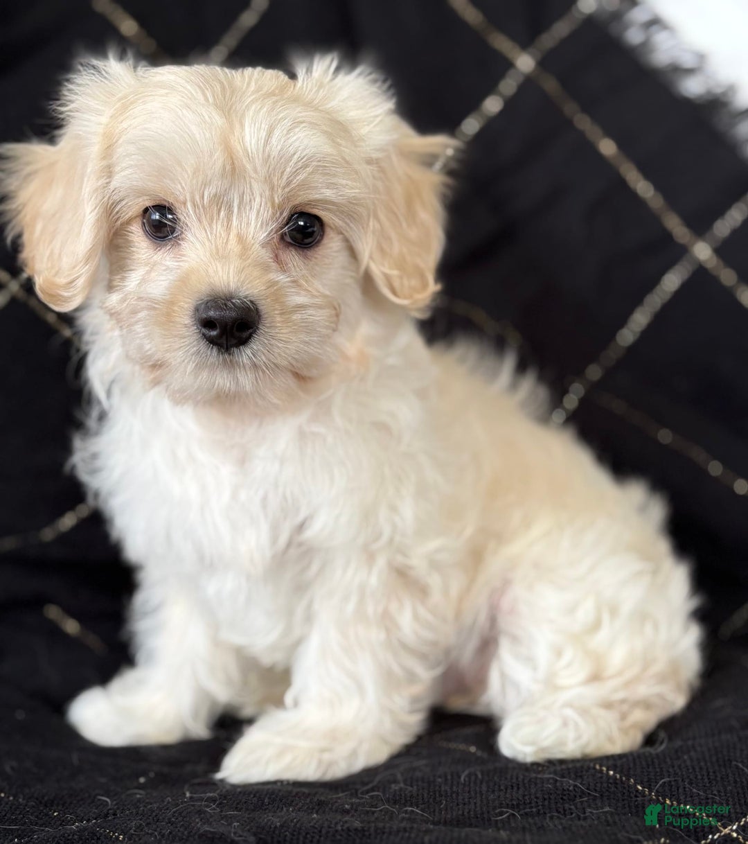 Maltese dogs for sale: EMMY LOU - Image 8