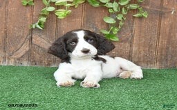 English Springer Spaniel dogs for sale: Oakley - Image 2