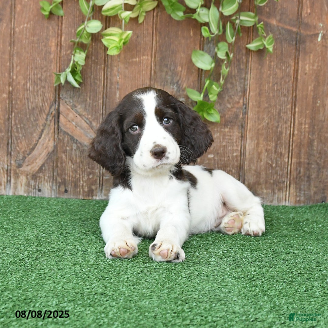 English Springer Spaniel dogs for sale: Oakley - Image 2