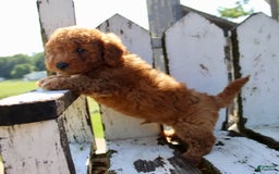 Mini Goldendoodle dogs for sale: Taylor - Image 5
