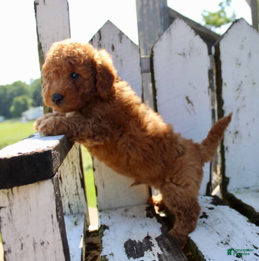 Mini Goldendoodle dogs for sale: Taylor - Image 5