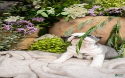French Bulldog dogs for sale: Honey - Image 13