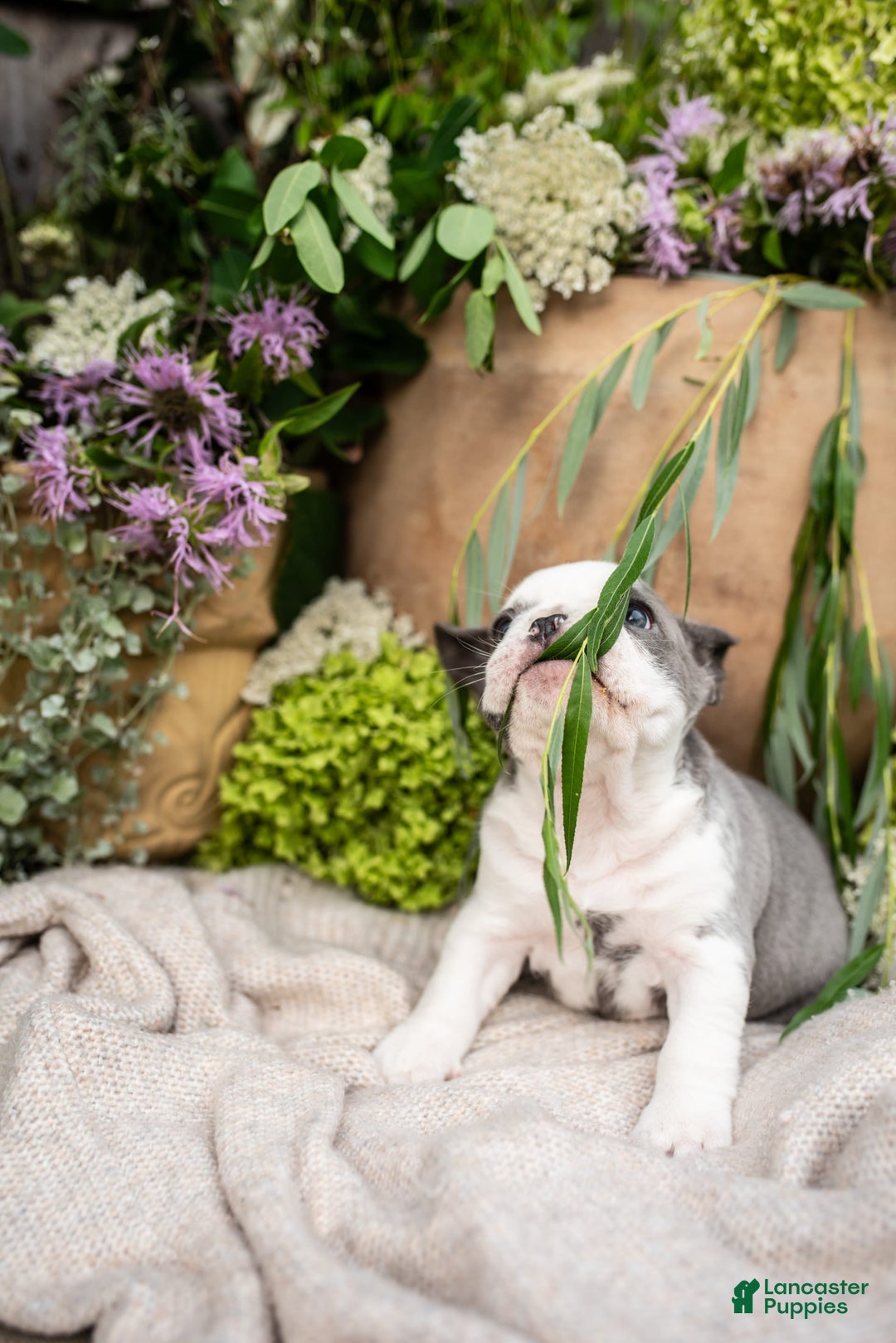 French Bulldog dogs for sale: Honey - Image 13